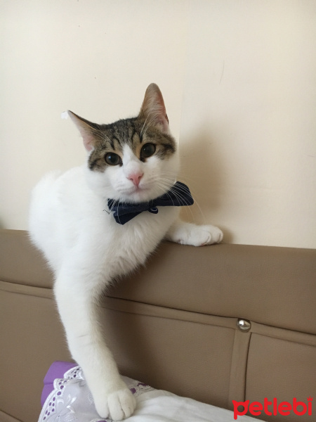 Tekir Kedi, Kedi  Mısır fotoğrafı