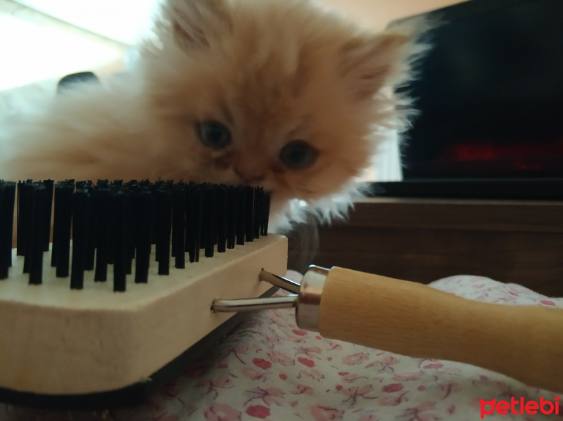 İran Kedisi (Persian), Kedi  Tosun fotoğrafı