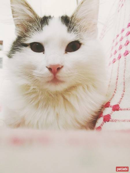 Tekir Kedi, Kedi  Likör fotoğrafı