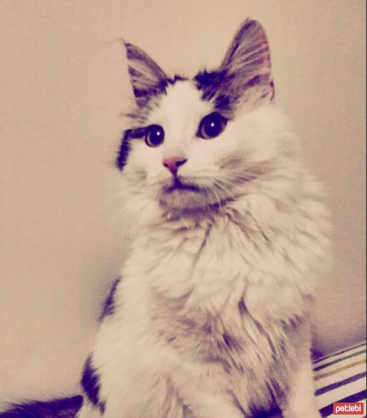 Tekir Kedi, Kedi  Likör fotoğrafı