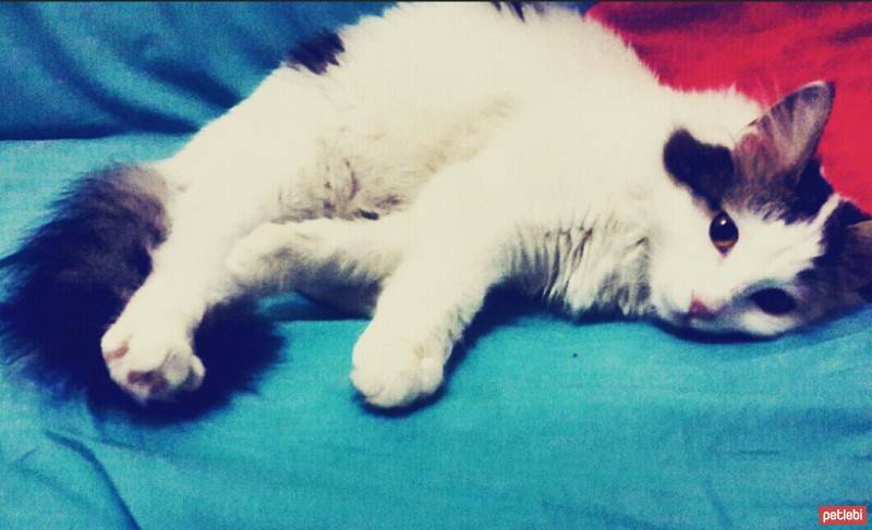 Tekir Kedi, Kedi  Likör fotoğrafı