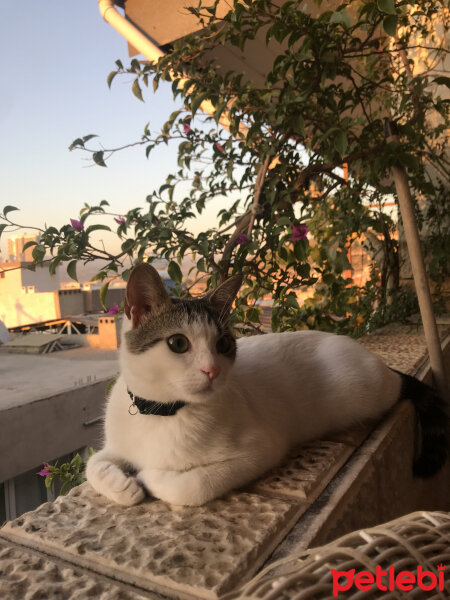 Tekir Kedi, Kedi  Karaca fotoğrafı