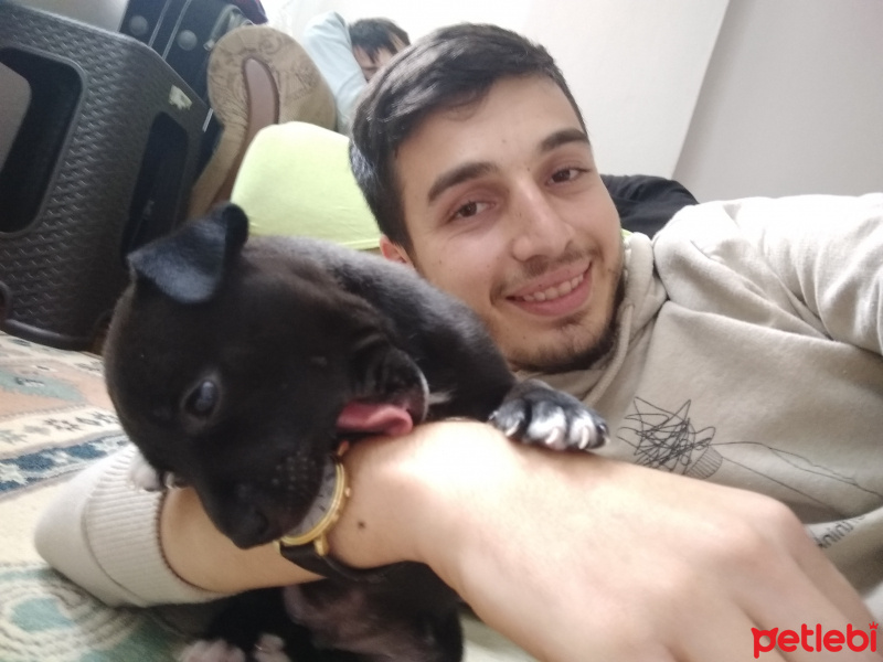 Amerikan Pitbull Terrier, Köpek  Kömür fotoğrafı