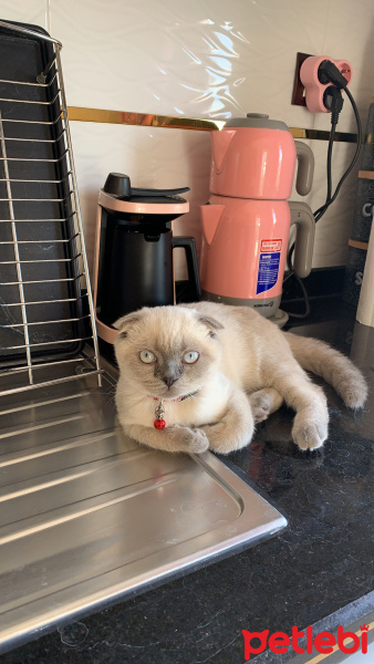 Scottish Fold, Kedi  Chivas Regal fotoğrafı