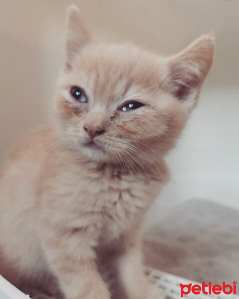 British Shorthair, Kedi  Sherlock fotoğrafı