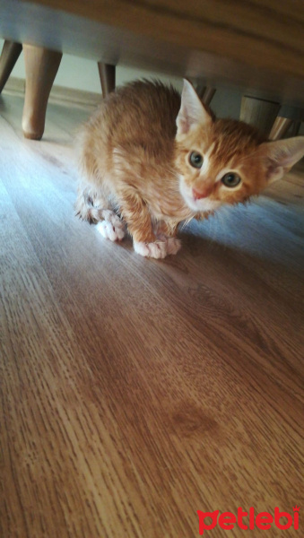 Sarman, Kedi  Barboros fotoğrafı