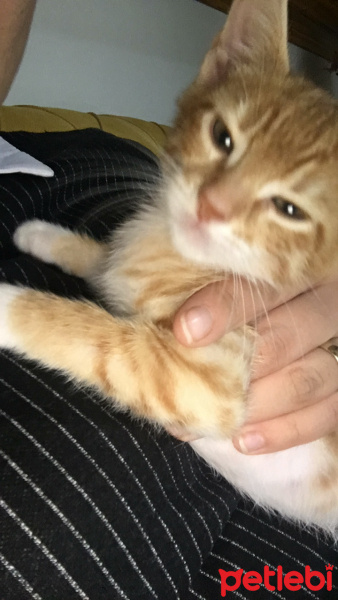 Sarman, Kedi  Barboros fotoğrafı