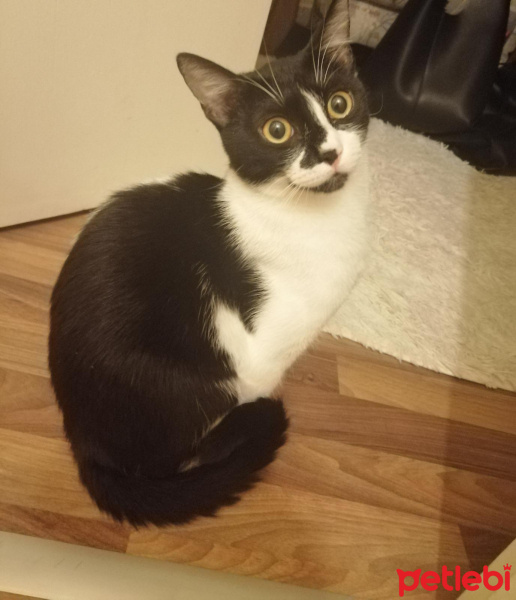 Tekir Kedi, Kedi  MİA fotoğrafı