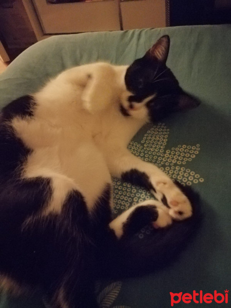 Tekir Kedi, Kedi  MİA fotoğrafı