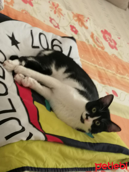 Tekir Kedi, Kedi  MİA fotoğrafı