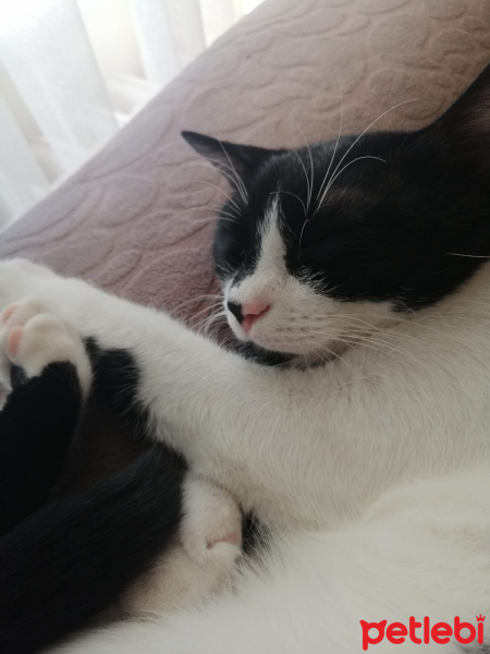 Tekir Kedi, Kedi  MİA fotoğrafı