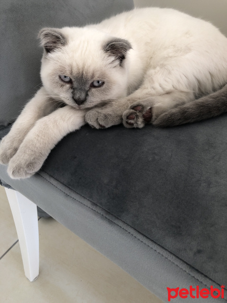 Scottish Fold, Kedi  Köpük fotoğrafı