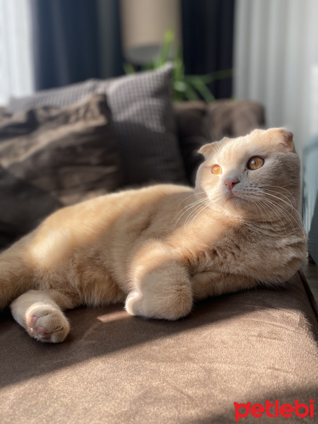Scottish Fold, Kedi  Leo fotoğrafı