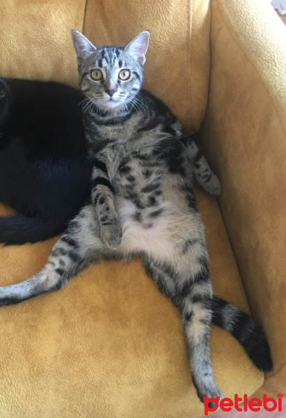 Tekir Kedi, Kedi  Boncuk fotoğrafı