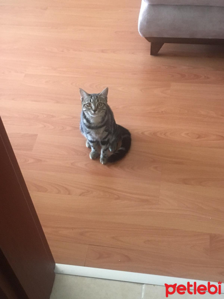 Tekir Kedi, Kedi  Boncuk fotoğrafı