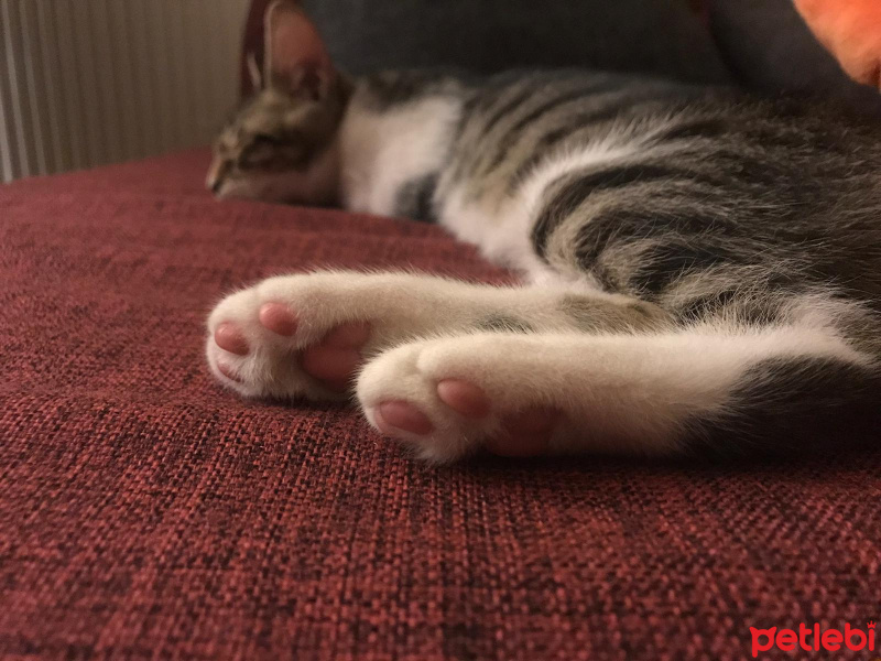 Tekir Kedi, Kedi  Pakize fotoğrafı