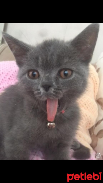 British Shorthair, Kedi  mişa fotoğrafı