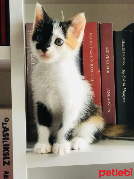 Soke, Kedi  Arwen fotoğrafı