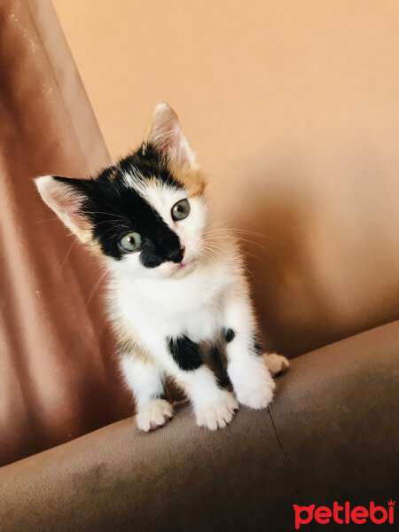 Soke, Kedi  Arwen fotoğrafı