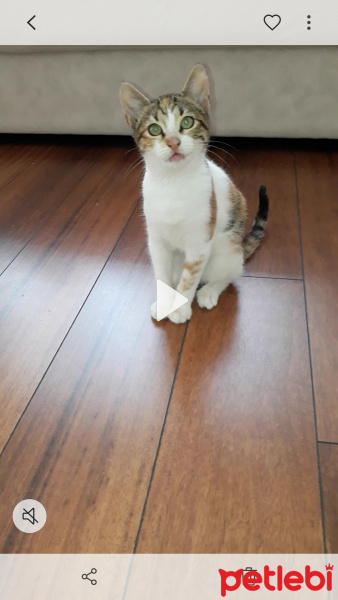 Tekir Kedi, Kedi  Lexa fotoğrafı