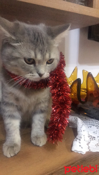 British Shorthair, Kedi  Koko fotoğrafı