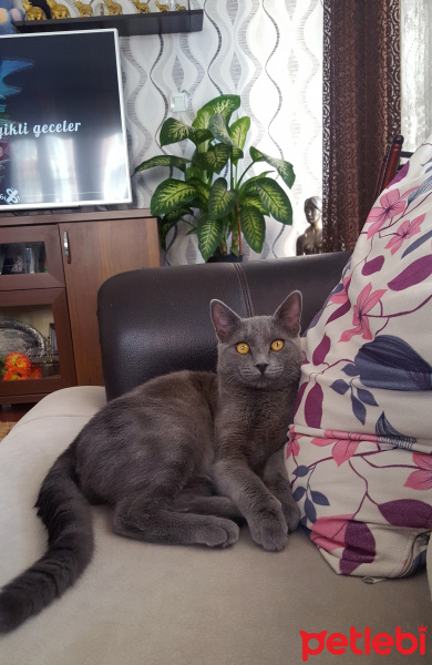Mavi Rus, Kedi  duman fotoğrafı