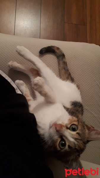 Tekir Kedi, Kedi  Lexa fotoğrafı