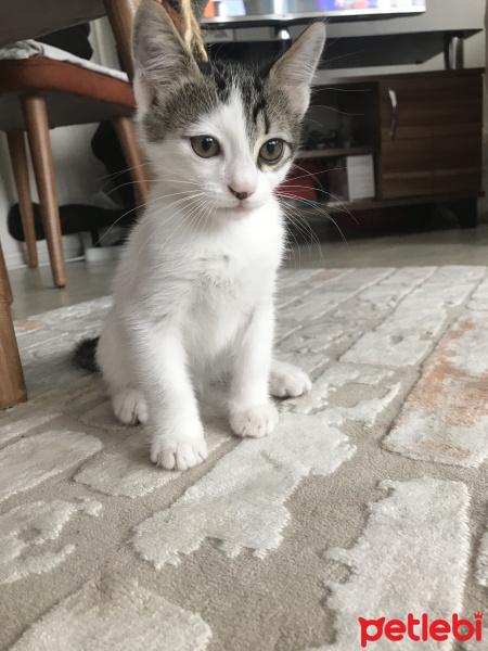 Tekir Kedi, Kedi  Fındık fotoğrafı