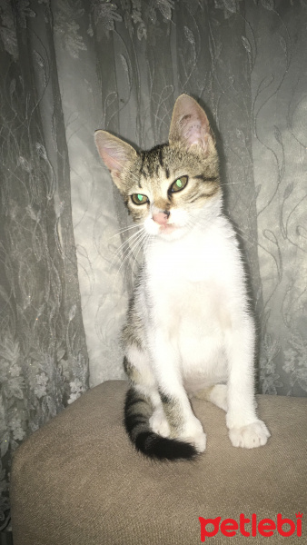 Tekir Kedi, Kedi  Romeo fotoğrafı