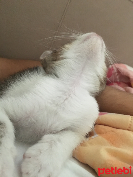 Tekir Kedi, Kedi  Romeo fotoğrafı