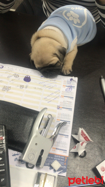 Pug, Köpek  Niko fotoğrafı