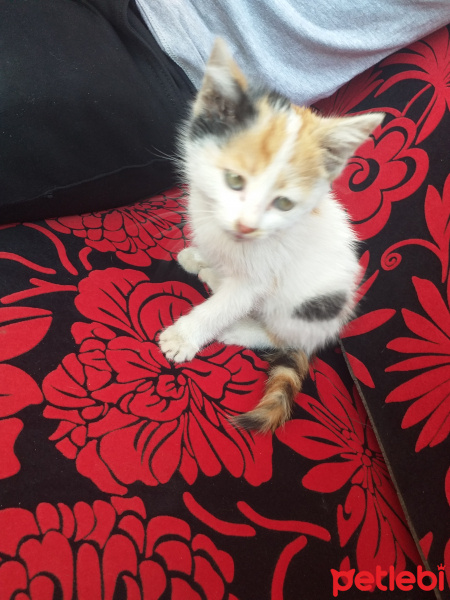 Tekir Kedi, Kedi  Pakize fotoğrafı