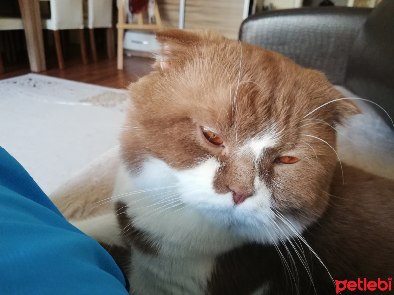 Scottish Fold, Kedi  Diego fotoğrafı