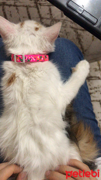 Tekir Kedi, Kedi  Maviş fotoğrafı