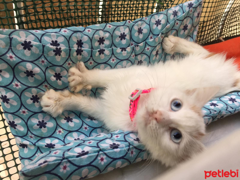 Tekir Kedi, Kedi  Maviş fotoğrafı
