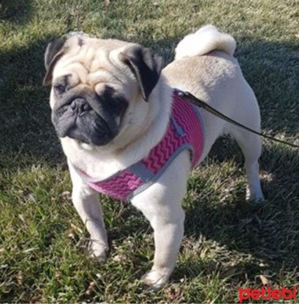 Pug, Köpek  Teddy fotoğrafı