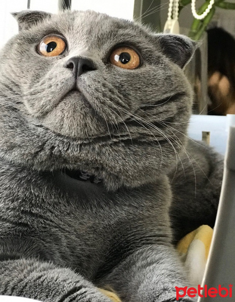 Scottish Fold, Kedi  sherlock fotoğrafı