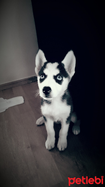 Sibirya Kurdu (Husky), Köpek  Zeyna fotoğrafı