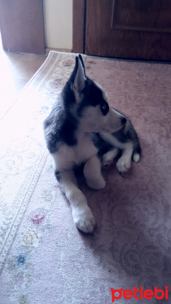 Sibirya Kurdu (Husky), Köpek  Zeyna fotoğrafı