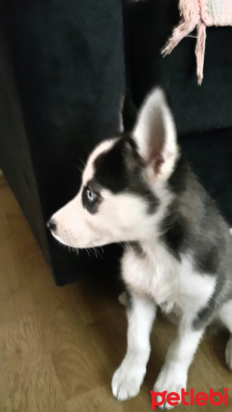 Sibirya Kurdu (Husky), Köpek  Zeyna fotoğrafı