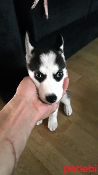 Sibirya Kurdu (Husky), Köpek  Zeyna fotoğrafı