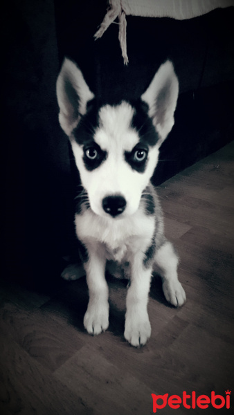 Sibirya Kurdu (Husky), Köpek  Zeyna fotoğrafı