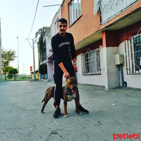 Amerikan Pitbull Terrier, Köpek  Ateş fotoğrafı