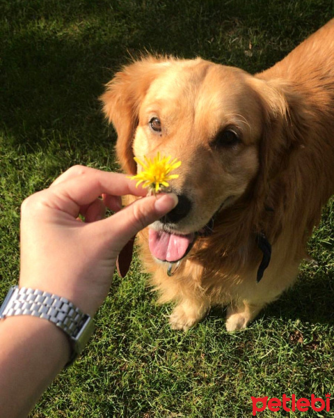 Golden Retriever, Köpek  efe fotoğrafı