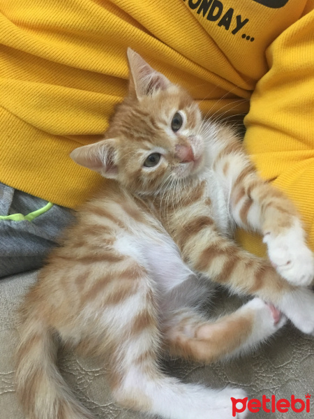 Tekir Kedi, Kedi  Marşmelo fotoğrafı