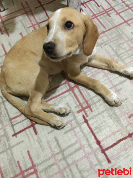 Golden Retriever, Köpek  Coni fotoğrafı