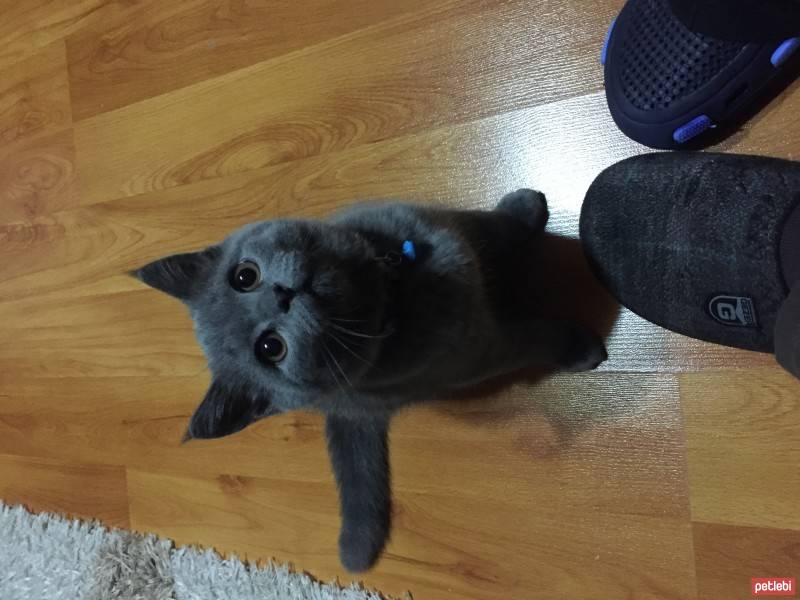 British Shorthair, Kedi  Yumak fotoğrafı