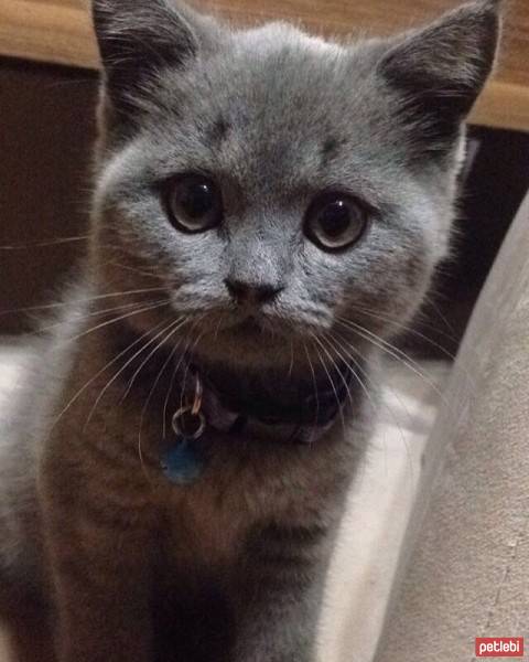 British Shorthair, Kedi  Yumak fotoğrafı