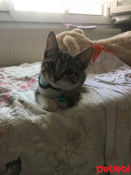 Tekir Kedi, Kedi  Mırmır fotoğrafı