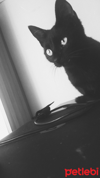 Tekir Kedi, Kedi  Karakız fotoğrafı
